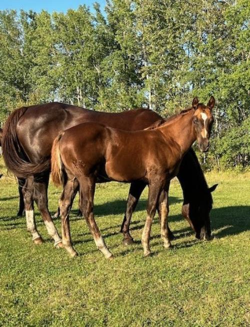 #08 Name Pending - 21 May 25, AQHA, Sorrel, Colt (Micky Command) X (Hancock Josephine)